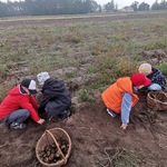 Chłopcy zbierają ziemniaki.jpg