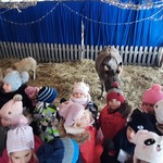 Dzieci oglądają osiołka_  kucyka i owieczkę.jpg